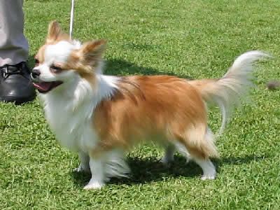 chihuahualongwdto_acd106.jpg