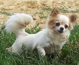 des-animaux-stars-chihuahua-1.jpg